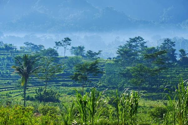 Landscape Green Terraced Rice Field Countryside Beautiful Fog Mountain Nature — Stock Photo, Image