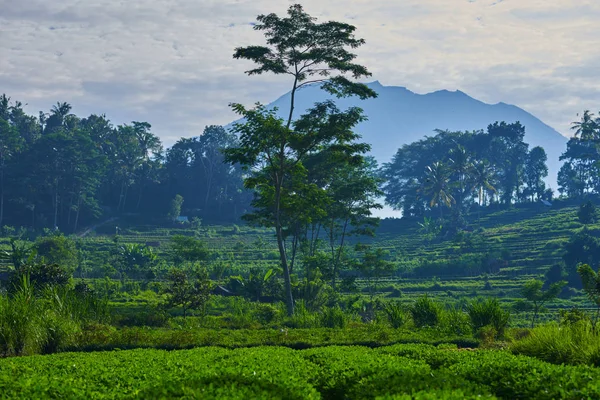 Tea Plantations Background Tea Plantations Morning Light Nature Background Beautiful — Stock Photo, Image