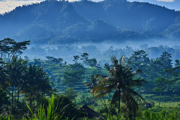 Пейзаж Зеленой Террасы Рисового Поля Сельской Местности Красивым Туманом Вокруг — стоковое фото