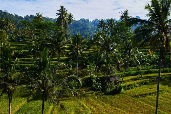 분야에서 필드에 기간을 녹색과 노란색 정글에 둘러싸여 필드에 인도네시아 — 스톡 사진