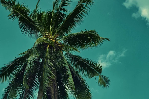 Silhouette Von Palmen Bei Sonnenaufgang Mit Vintage Filter Instagram Look — Stockfoto