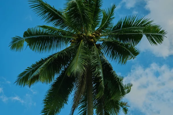 Contrasting green leaves palm trees against a bright blue sky. Palm trees at beach. Travel, summer, vacation and tropical concept. Coconut palm trees, beautiful tropical background. Vintage toned.