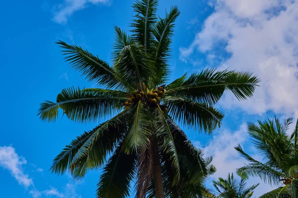 Contrasting green leaves palm trees against a bright blue sky. Palm trees at beach. Travel, summer, vacation and tropical concept. Coconut palm trees, beautiful tropical background.