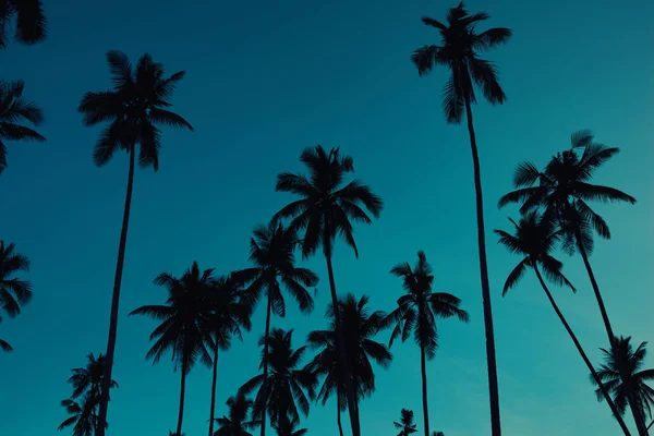 青い空とヤシの木 熱帯の海岸 ビンテージ トーンし ココナッツの木 夏の木 レトロな様式化されました 美しい夕日を背景 熱帯日没時に空とヤシの木のシルエット — ストック写真