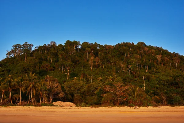 Estate Sfondo Natura Bella Spiaggia Esotica Sabbia Dorata Piena Palme — Foto Stock