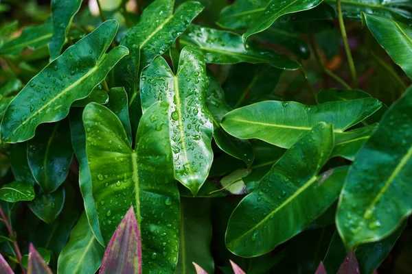 Leaves of tropical plants with rain drops in shade garden. Tropical leaf texture, nature foliage, green texture, nature background, tropical leaf, large foliage. Leaves in natural light and shadow.