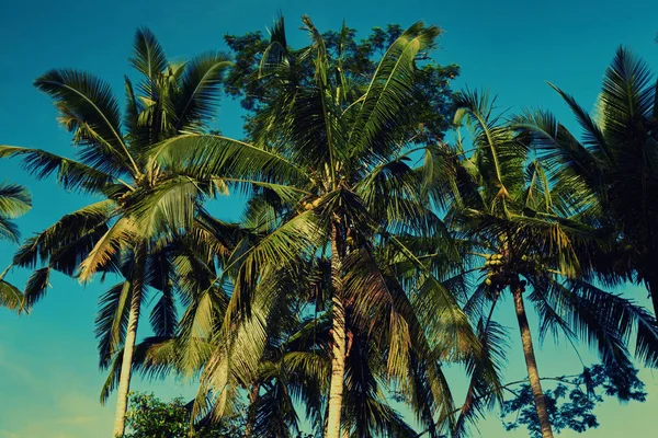 Kontrastierende Grüne Blätter Palmen Gegen Einen Strahlend Blauen Himmel Palmen — Stockfoto