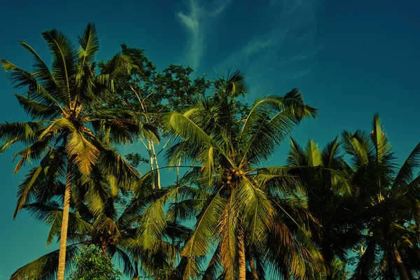 Contrasting green leaves palm trees against a bright blue sky. Palm trees at beach. Travel, summer, vacation and tropical concept. Coconut palm trees, beautiful tropical background. Vintage toned.