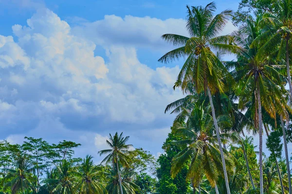 Natur Hintergrund Eine Schöne Palmenkrone Vor Einem Tropischen Strahlend Blauen — Stockfoto