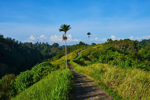 Camino Cresta Colina Campuhan Ubud Bali Indonesia Bueno Para Trekking —  Fotos de Stock