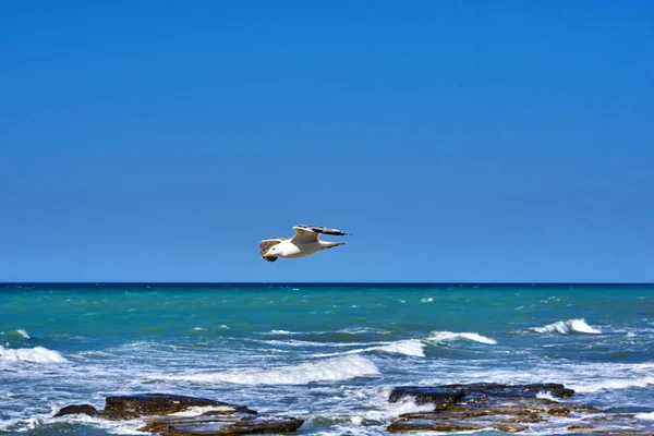 Flying seagull on the a turquoise water background. Beautiful seascape with a noisy foaming waves and rock coast. Sea surf during high tide. Seaside wave with foam. Background of nature.