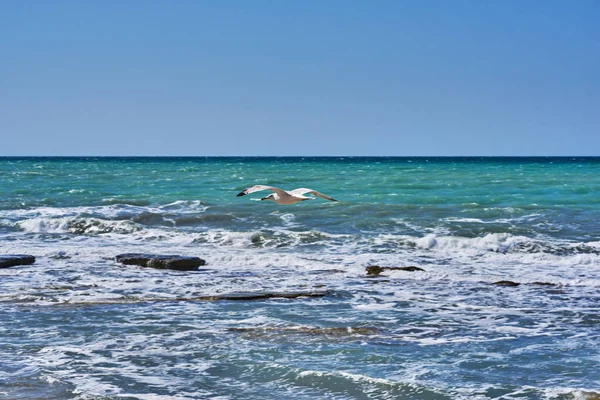 Flying seagull on the a turquoise water background. Beautiful seascape with a noisy foaming waves and rock coast. Sea surf during high tide. Seaside wave with foam. Background of nature.