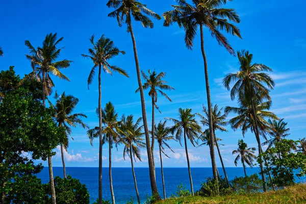 Coconut Palm Beautiful Tropical Beach Tall Palm Trees Row Untouched — Stock Photo, Image