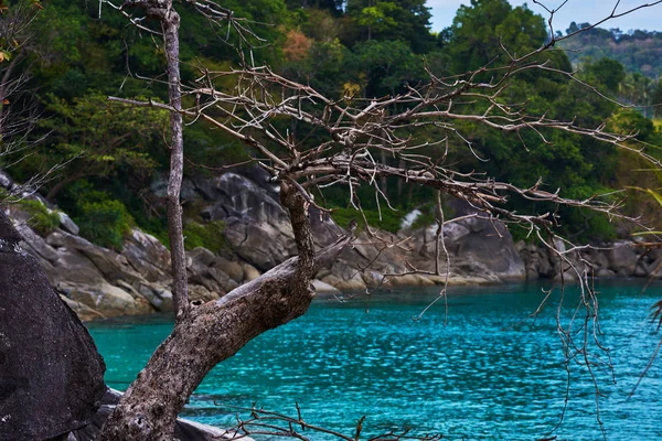 View of turquoise bay with rocks and lonely dry tree in front and rocky cape with lush tropical forest, lit with sunlight.  Clear water of the lagoon. Turquoise water background with copy space.