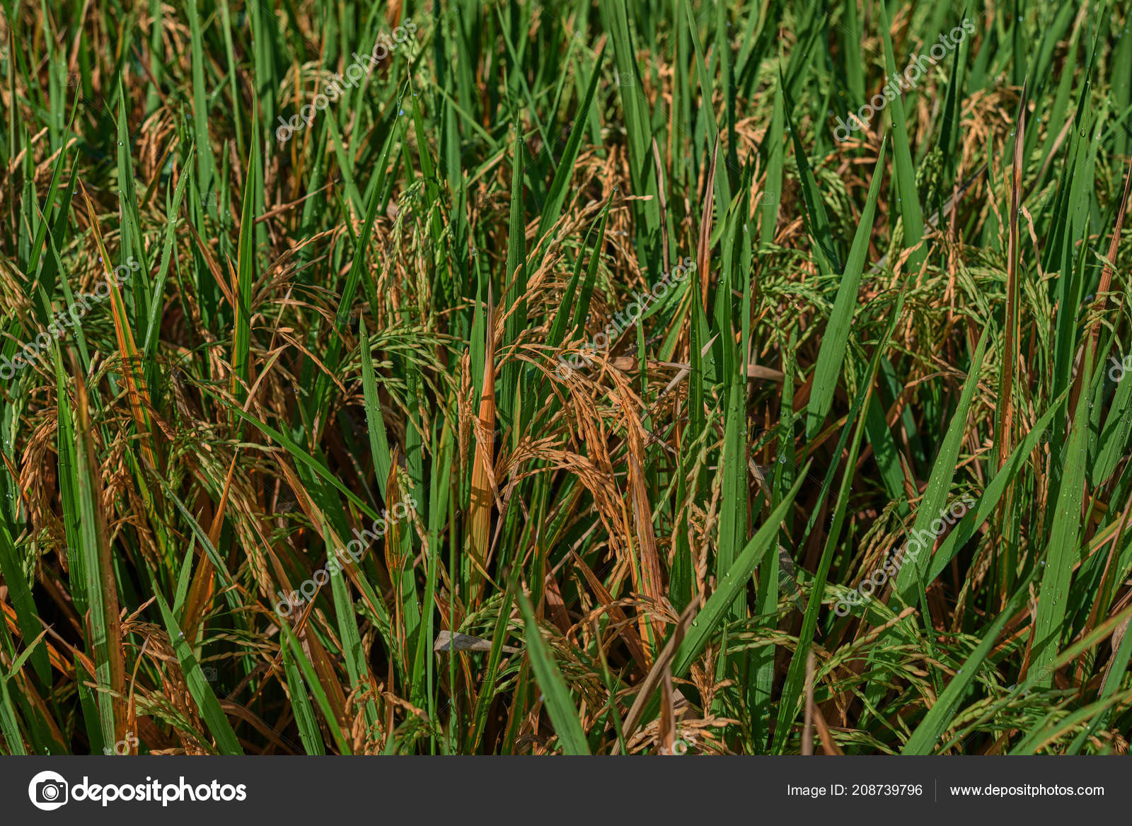 Agriculture Harvesting Time Farm Paddy Field Rice Spikes Golden Rural Stock Photo C Eskstock Gmail Com 208739796 depositphotos
