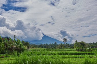 Pirinç terasları Bali Endonezya. Yeşil pirinç terasları dağ alanları. Pirinç ekimi. Bali dili manzaralar. Dağlardaki tarım pirinç. Seyahat kavramı.