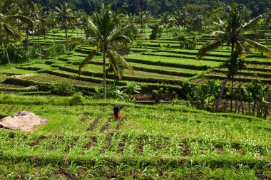 Pirinç terasları Bali Endonezya. Yeşil pirinç terasları dağ alanları. Pirinç ekimi. Bali dili manzaralar. Dağlardaki tarım pirinç. Seyahat kavramı.