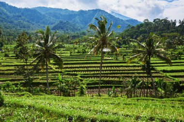 Pirinç terasları Bali Endonezya. Yeşil pirinç terasları dağ alanları. Pirinç ekimi. Bali dili manzaralar. Dağlardaki tarım pirinç. Seyahat kavramı.