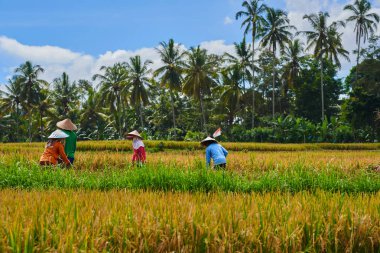 Güzel manzara mavi gökyüzü ve bulut beyaz arka plan sarı pirinç alanının; Asya çiftçilerin geleneksel yöntemle pirinç hasat; orak hasat mevsiminde kırsal kullanın.