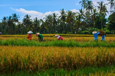 Altın paddy alan ile kırsal manzara. Sezon hasat. Çiftçilerin geleneksel yöntemle onların pirinç hasat, orak pirinç sahada hasat sezonu boyunca kullanın. Satırları artan pirinç.