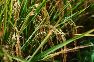 Tarım. Zaman hasat. Çiftliği, paddy alan. Pirinç sivri altın kırsal alanda. İyi olgunlaşmış ürün. Olgun hasat. Olgunlaşma alan, yakın çekim, seçici odak. Yemyeşil altın alanları kırsal.
