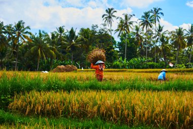 Palmiye ağaçları ve cloudes arka planda bir mavi gökyüzü ile sonbahar pirinç tarlaları. Çiftçilerin hasat sezonu boyunca onların pirinç alan üzerine hasat. Parlak renkli manzara. Sezon hasat. 