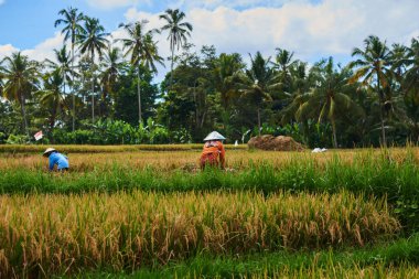 Buğday ve pirinç, sarı kuru saman stokları büyüyen satırları.