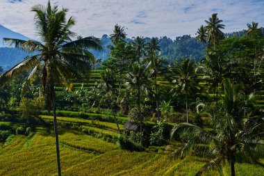 Pirinç terasları ile yeşil Vadisi'nin güzel. Organik paddy alanları. Yüksek dağ manzarası ile pirinç alan ve kırsal köy. Mavi gökyüzü ve alçak bulutlar. Doğal tarım arazisi. Manzara Doğa arka plan. 