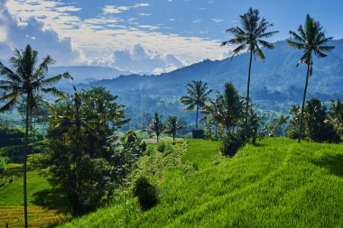 Pirinç terasları ile yeşil Vadisi'nin güzel. Organik paddy alanları. Yüksek dağ manzarası ile pirinç alan ve kırsal köy. Mavi gökyüzü ve alçak bulutlar. Doğal tarım arazisi. Manzara Doğa arka plan. 