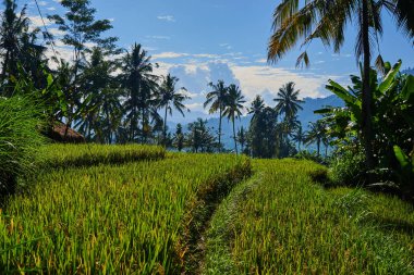 Pirinç terasları ile yeşil Vadisi'nin güzel. Organik paddy alanları. Yüksek dağ manzarası ile pirinç alan ve kırsal köy. Mavi gökyüzü ve alçak bulutlar. Doğal tarım arazisi. Manzara Doğa arka plan. 