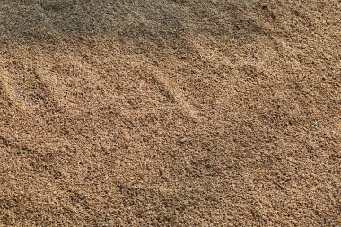 Pirinç ürün üzerinde açık avluda güneşte kurumaya kapatın. Olgun çiğ pirinç ürün kurutma arka plan. Tarım tahıl çiftlik. Hasat mevsimi