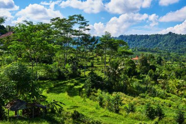 Yeşil cascade pirinç alan plantasyon. Manzara. Gün ışığından yararlanma tente pirinç terasta güzel sahne. Tarım arazileri, köy, bitkileri alanlarla, çiftçilerin tarım arazisi. Tarım kavramı.