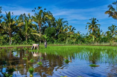 Çiftçiler tarlada yağışlı sezon pirinç Ekim. Pirinç fidan dikim için hazırlanacak su ile ıslatılır. Alan, kırsal adet eser bulunmaktadır. Mavi gökyüzü arka plan üzerinde kırsal görünümü