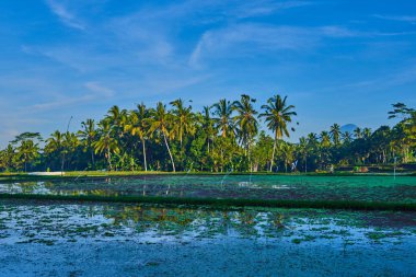 Pirinç alan su sezonu. Güzel kırsal alanlarında. Yeşil bitkiler, paddy alan, sulama. Küçük bitkiler alanına tam su ile. Sabah gökyüzü arka plan üzerinde kırsal görünümü.