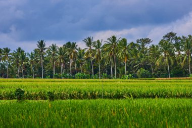 Taze yeşil sarı pirinç alan ön plan doğa yaz ile arka plan bulanık. Yeşil çim arka plan sıcak sarı ışık ile bulanık yeşildir. Renkli pirinç alan manzara. Güzellik Dünya.