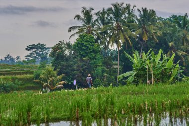 Çiftçiler tarlada yağışlı sezon pirinç Ekim. Pirinç fidan dikim için hazırlanacak su ile ıslatılır. Alan, kırsal adet eser bulunmaktadır. Kırsal manzara. Tarım arazileri, köy.