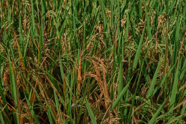 Tarım. Zaman hasat. Çiftliği, paddy alan. Pirinç sivri altın kırsal alanda. İyi olgunlaşmış ürün. Olgun hasat. Olgunlaşma alan, yakın çekim, seçici odak. Yemyeşil altın alanları kırsal.