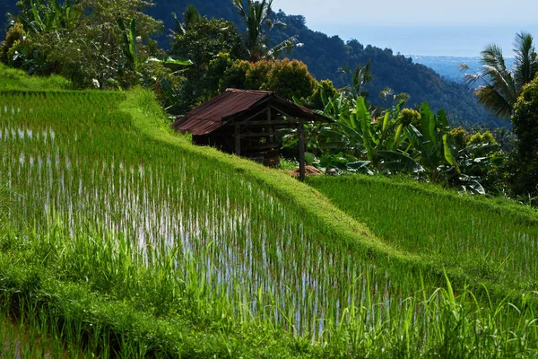 Terras Agrícolas Cênicas Campos Arroz Verde Rural Com Cabana Velha — Fotografia de Stock