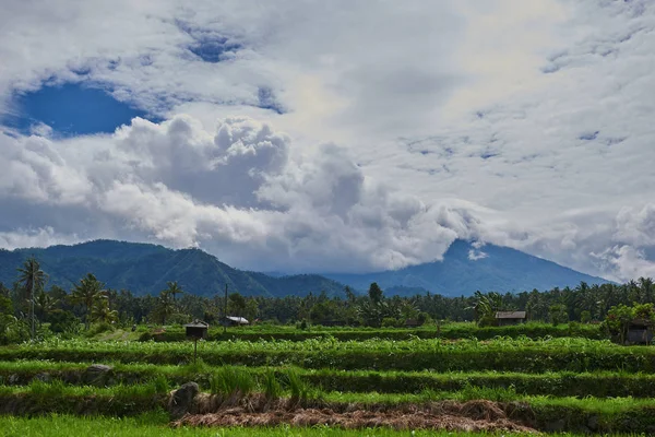 Рисові Тераси Острові Балі Індонезія Зелені Рисові Поля Тераси Горі — стокове фото
