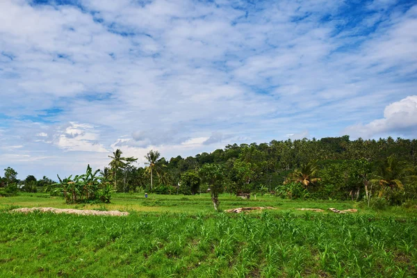 Terrazas Arroz Bali Indonesia Campos Arroz Verde Terrazas Montaña Cultivo — Foto de Stock