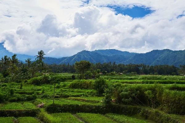 Rice Terraces Bali Indonesia Green Rice Fields Terraces Mountain Rice — Stock Photo, Image