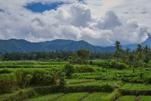 인도네시아 발리의 테라스 분야는 테라스 재배입니다 풍경입니다 여행의 — 스톡 사진