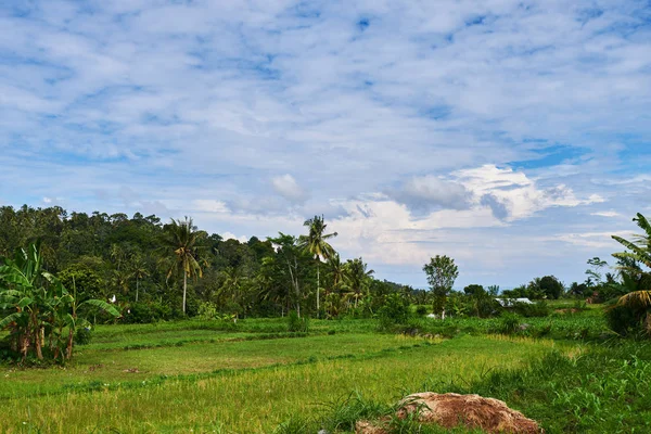 Rice Teraszok Bali Indonézia Zöld Rizs Mezők Teraszok Hegyen Rizstermesztés — Stock Fotó