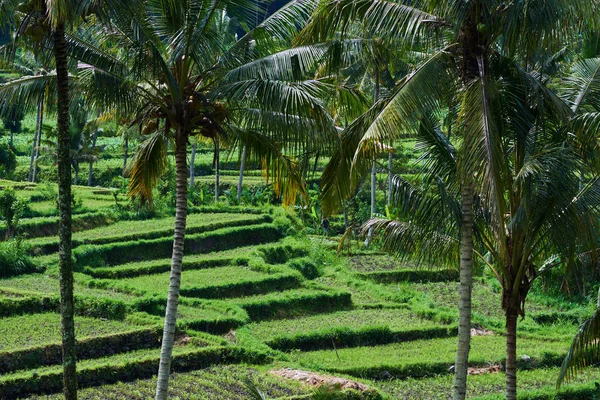 Rýžové Terasy Bali Indonésie Zelená Rýžová Pole Terasy Hoře Pěstování — Stock fotografie