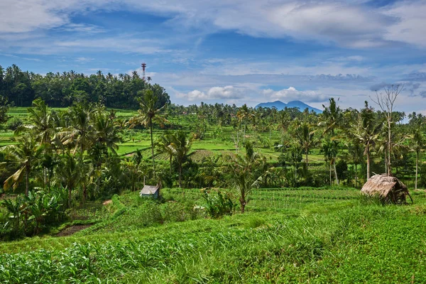 Rice terraces in the Bali Indonesia. Green rice fields  terraces on the mountain. Rice cultivation. Balinese landscapes.  Rice farming on mountains. Concept of travel.