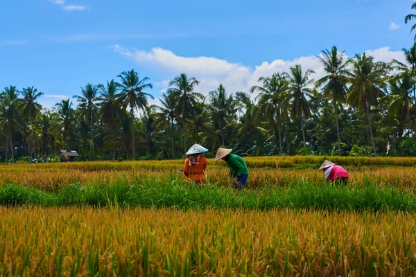 黄金の水田と田園風景 収穫のシーズン 農家は従来の方法によって自分の米を収穫 収穫シーズン中に田んぼに鎌を使用します 成長する米の行 — ストック写真