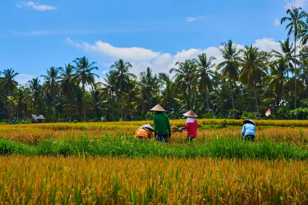 青い空と白い雲の背景に黄色の田んぼの美しい景色アジア農業は 従来の方法で米を収穫します 田舎で収穫シーズン中に 鎌を使用します — ストック写真