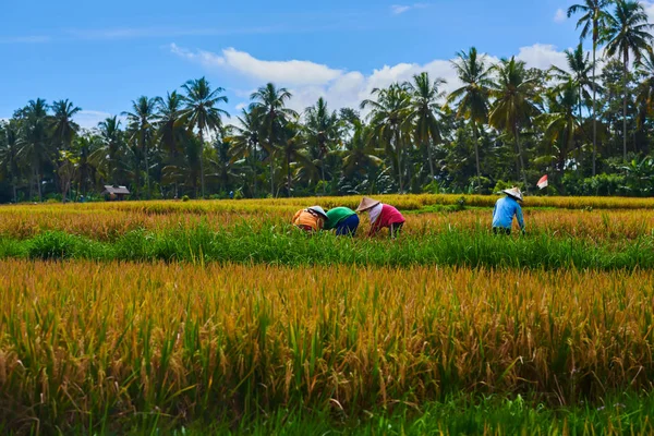 Paysage Agricole Belle Vue Sur Rizière Les Agriculteurs Asiatiques Récoltent — Photo