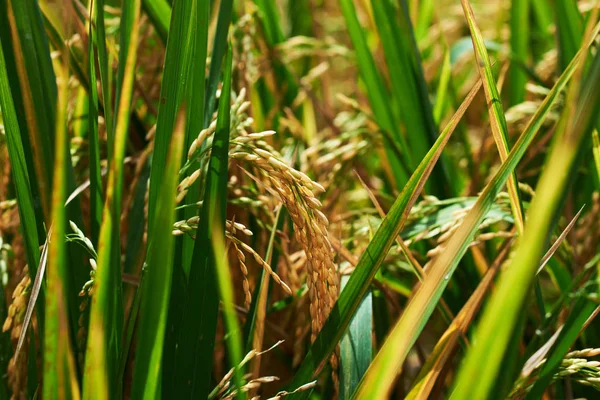 Agricultura Hora Colheita Fazenda Arrozal Picos Arroz Uma Área Rural — Fotografia de Stock