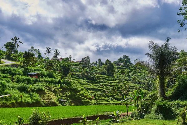 Green rice fields on terraced. Green Asian oasis with trees and bushes, rows for farming. Rural landscape.  Green grass, blue sky and cloudy landscape background. Rice farming on mountains.